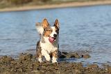 CORGI CARDIGAN 114